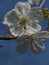 Prunus cerasus, Sauerkirsche, Färbepflanze, Färberpflanze, Pflanzenfarben,  färben, Klostergarten Seligenstadt